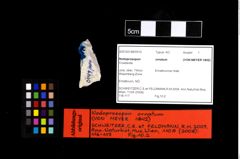 NHMW-GEO-2007z0149-0010_Ol_03.tifNodoprosopon ornatum (von Meyer, 1842)  (NHMW-GEO-2007z0149-0010)